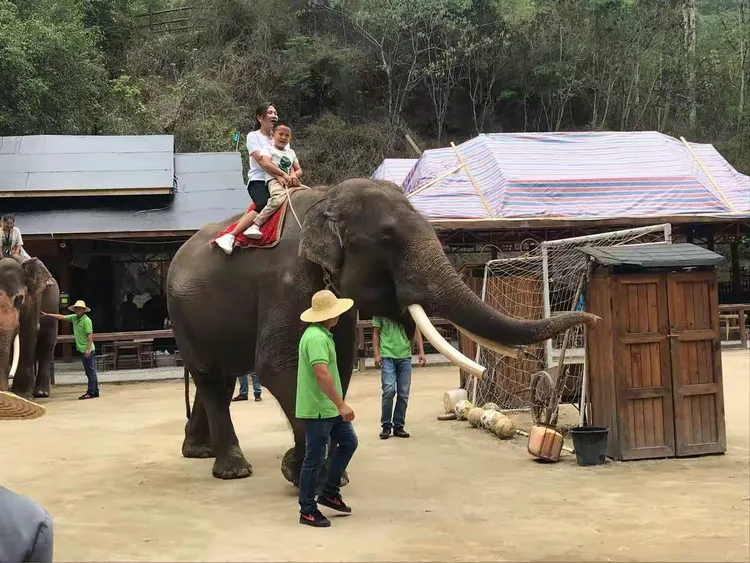 云南野象主场告捷,实力不容小视的简单介绍 云南野象主场告捷,实力不容小视的简单介绍